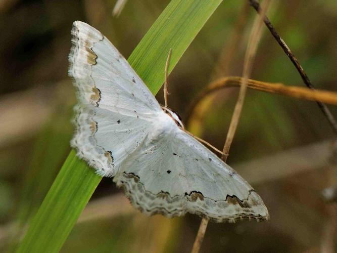 Scopula ornata © MATHOT William