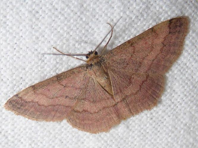 Scopula rubiginata © DAUMAL Thibaud