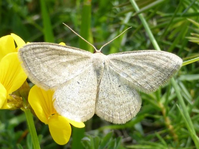 Scopula virgulata © LETHEVE Xavier