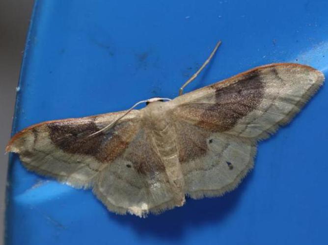 Idaea degeneraria © DANTEN Benoit