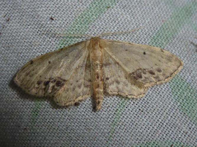 Idaea dimidiata © MAILLIER Sébastien