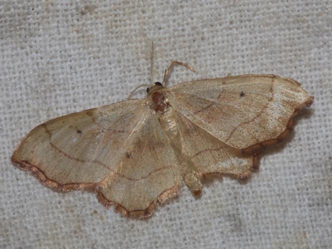 Idaea emarginata © DANTEN Benoit