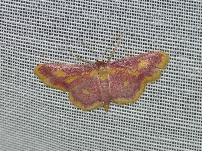 Idaea muricata © BARBIER Simon
