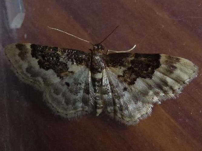 Idaea rusticata © MAILLIER Sébastien