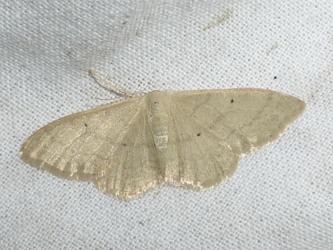 Idaea straminata © LETHEVE Xavier