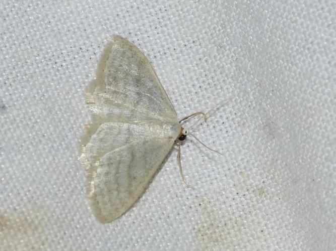 Idaea subsericeata © BARBIER Simon