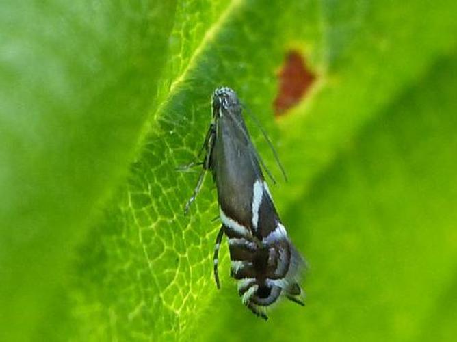 Glyphipterix simpliciella © BARBIER Simon