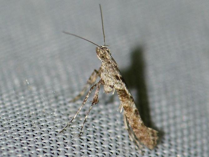 Caloptilia cuculipennella © BARBIER Simon