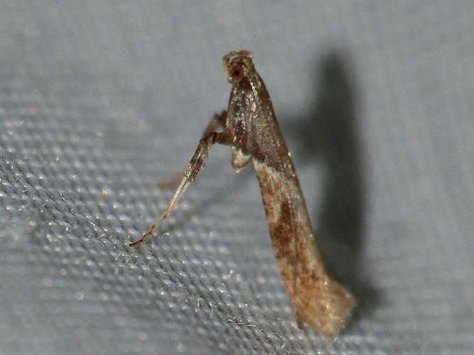 Caloptilia falconipennella © BARBIER Simon