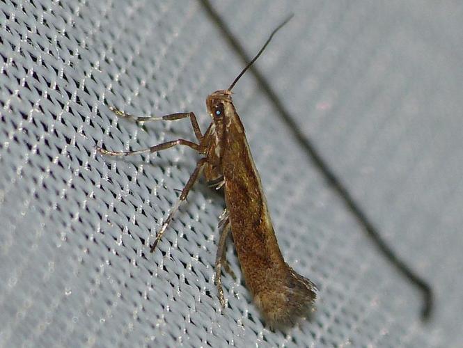 Calybites phasianipennella © BARBIER Simon