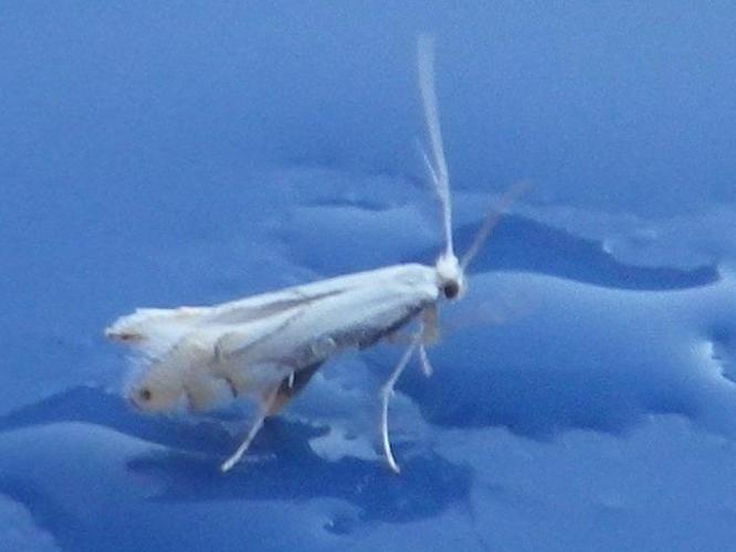 Phyllonorycter harrisella © HALLART Guénael