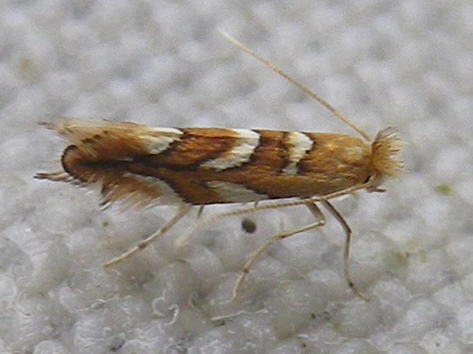 Phyllonorycter muelleriella © HALLART Guénael