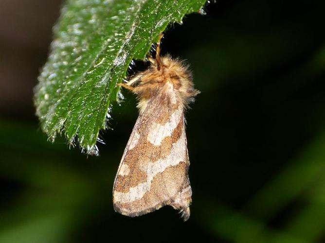 Phymatopus hecta © BARBIER Simon