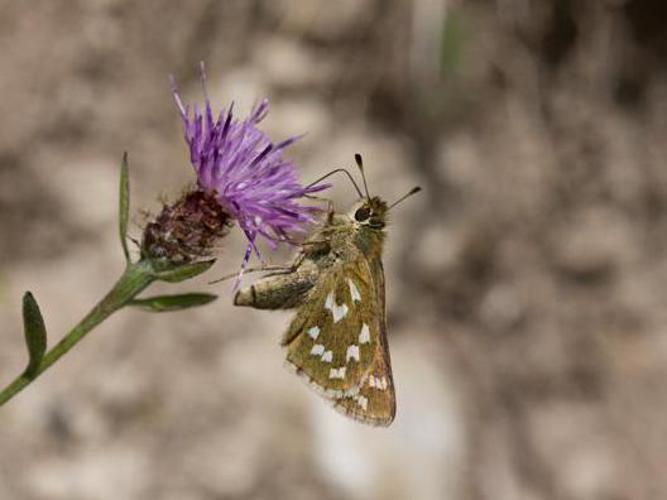 Hesperia comma © TONDELLIER Bruno