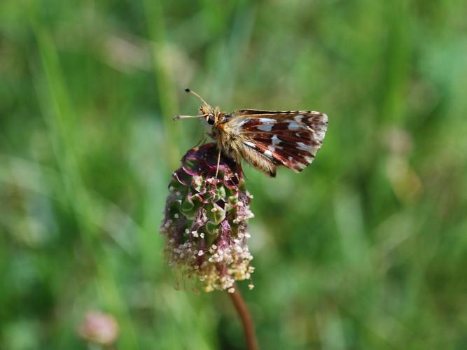 Spialia sertorius © GERARD Thibaut