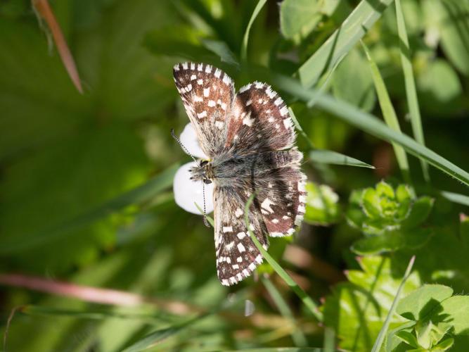 Pyrgus malvae © TONDELLIER Bruno