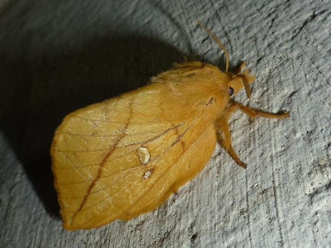 Euthrix potatoria © MAILLIER Sébastien