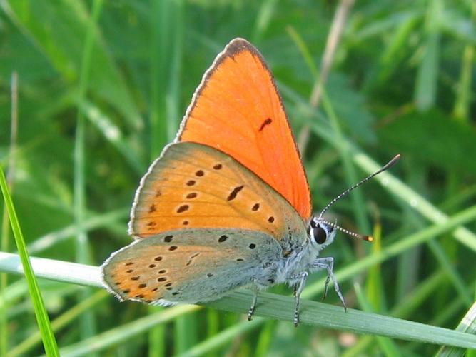 Lycaena dispar © MAILLIER Sébastien