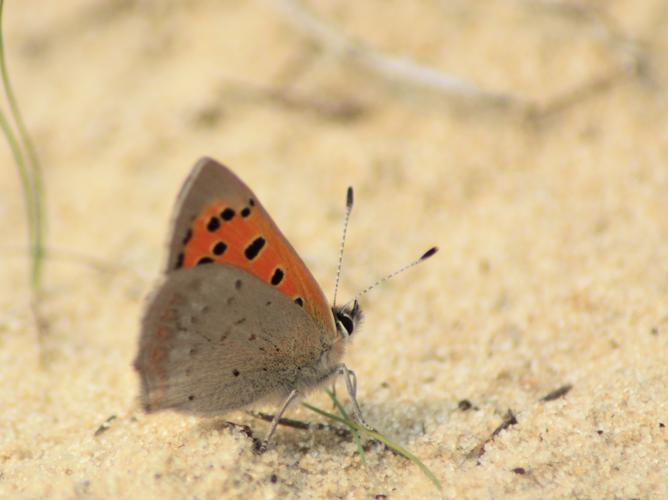 Lycaena phlaeas © HERMANT Thomas