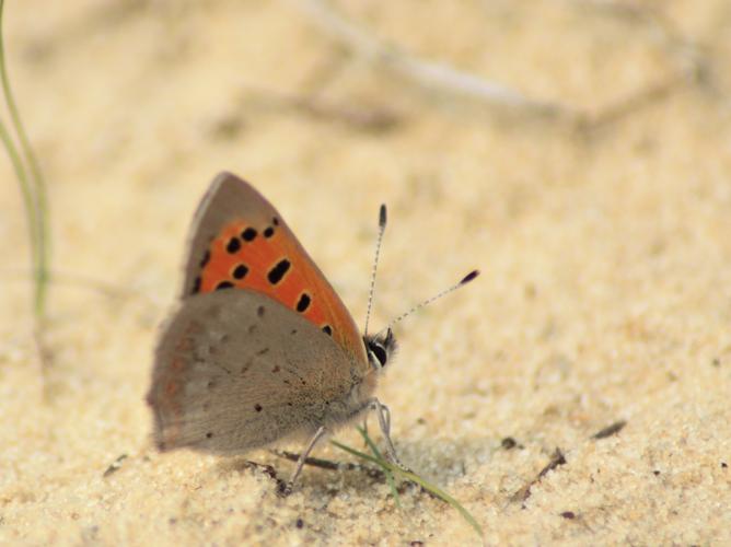 Lycaena phlaeas © HERMANT Thomas