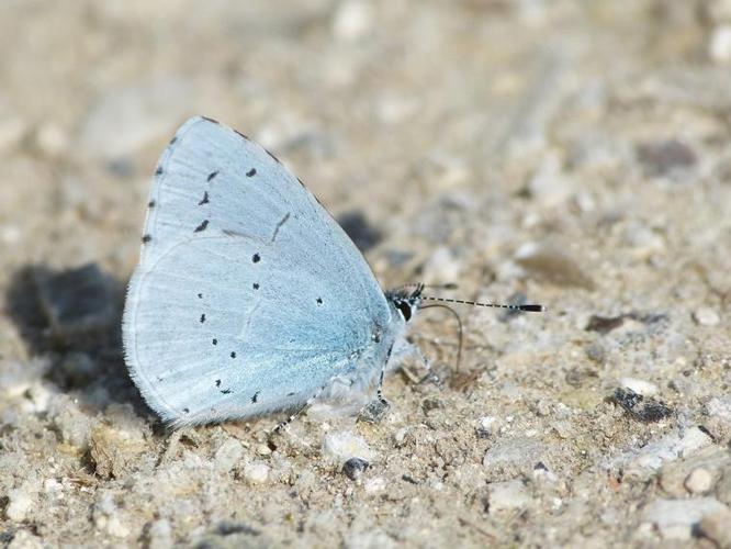 Celastrina argiolus © BARBIER Simon