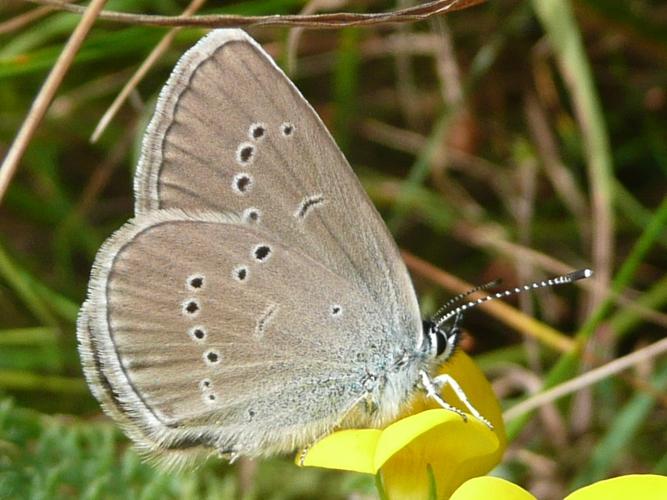 Cyaniris semiargus © MAILLIER Sébastien