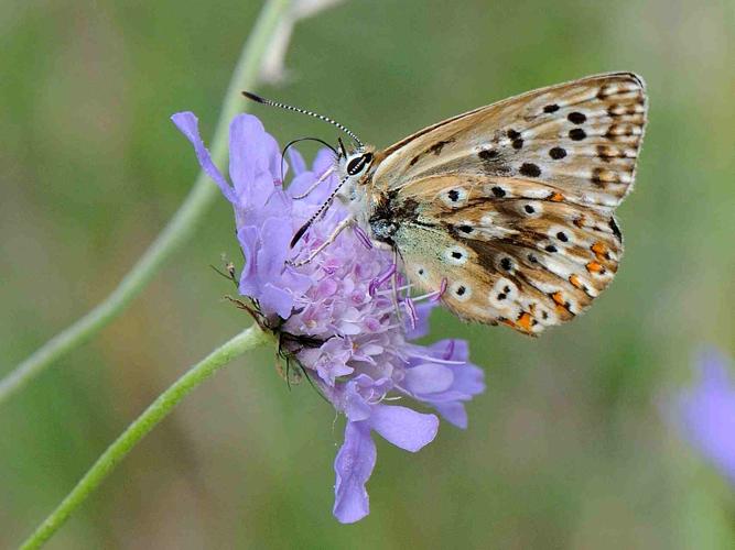 Polyommatus coridon © MATHOT William