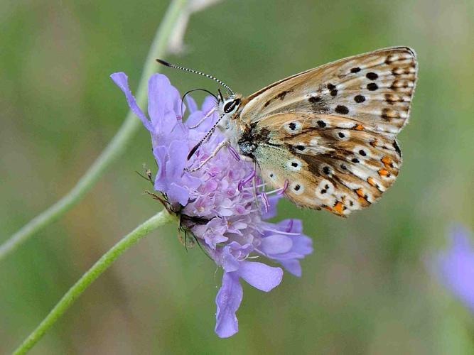 Polyommatus coridon © MATHOT William