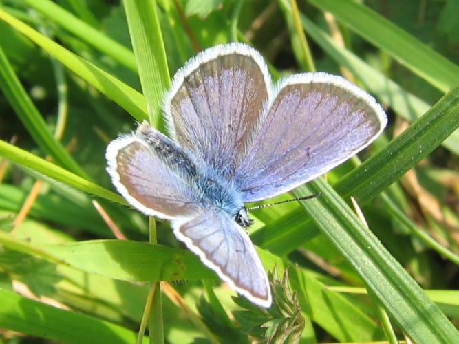 Plebejus argus © MAILLIER Sébastien (CSNP)