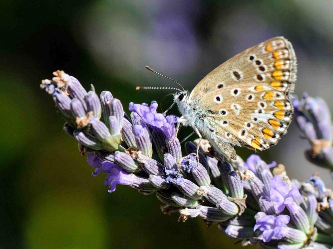 Polyommatus icarus © MATHOT William