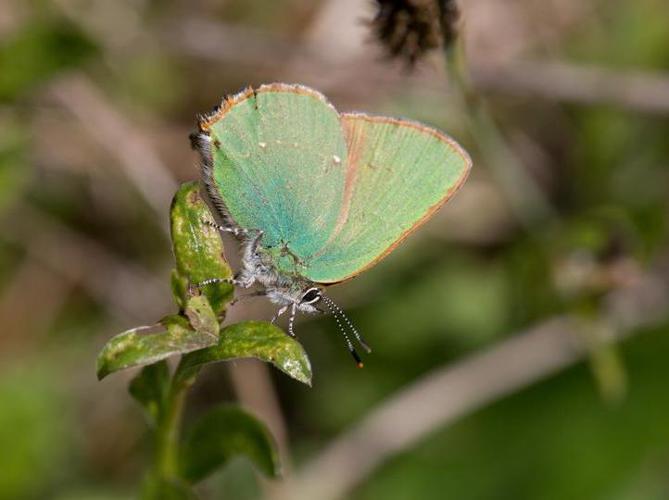 Callophrys rubi © TONDELLIER Bruno