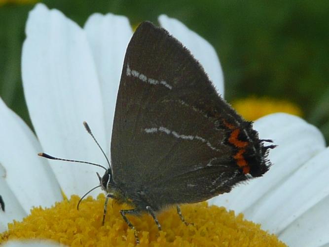 Satyrium w-album © MAILLIER Sébastien