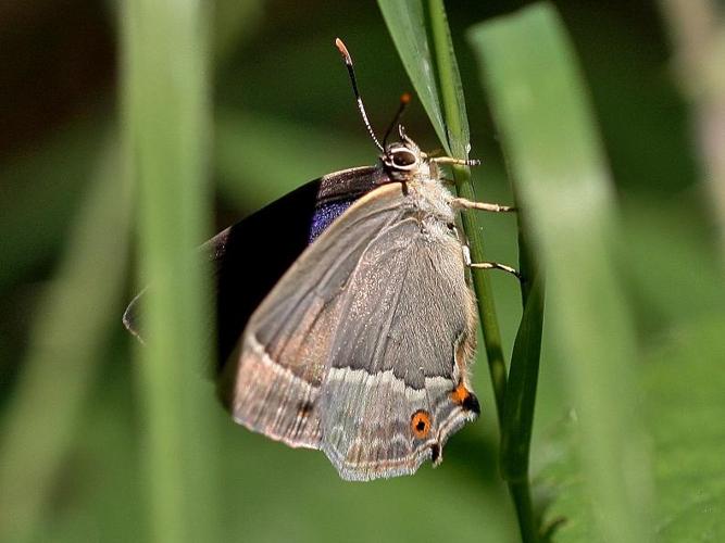 Neozephyrus quercus © COLINDRE Laurent