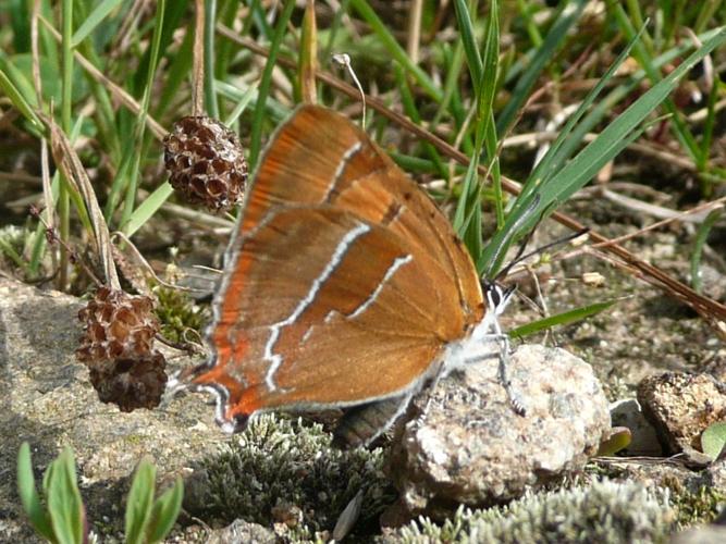 Thecla betulae © MAILLIER Sébastien