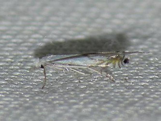 Lyonetia prunifoliella © BARBIER Simon