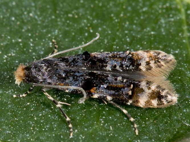 Stenoptinea cyaneimarmorella © VAN ALPHEN Jacques