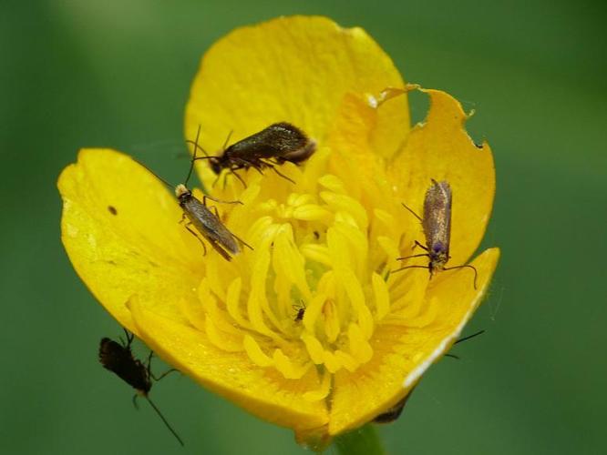 Micropterix calthella © BARBIER Simon