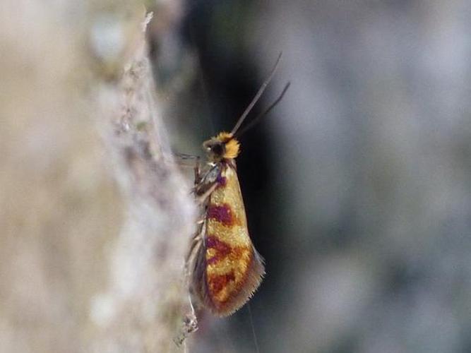 Micropterix tunbergella © BARBIER Simon