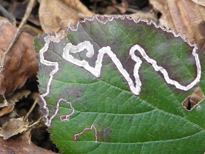 Stigmella aurella © HALLART Guénael