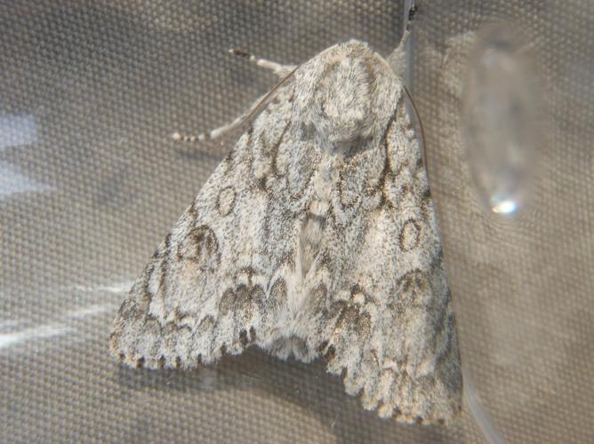 Acronicta aceris © HALLART Guénael