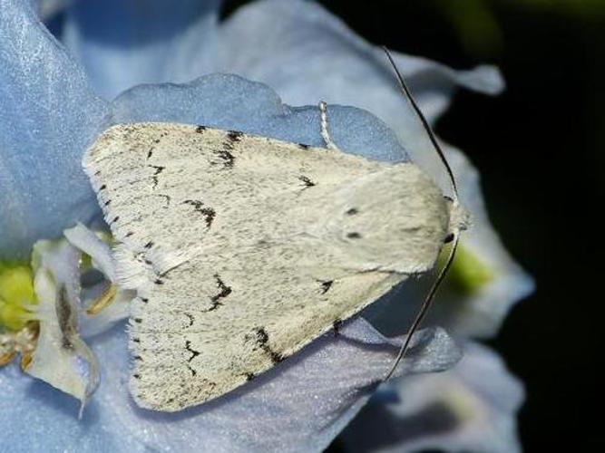 Acronicta leporina © BARBIER Simon