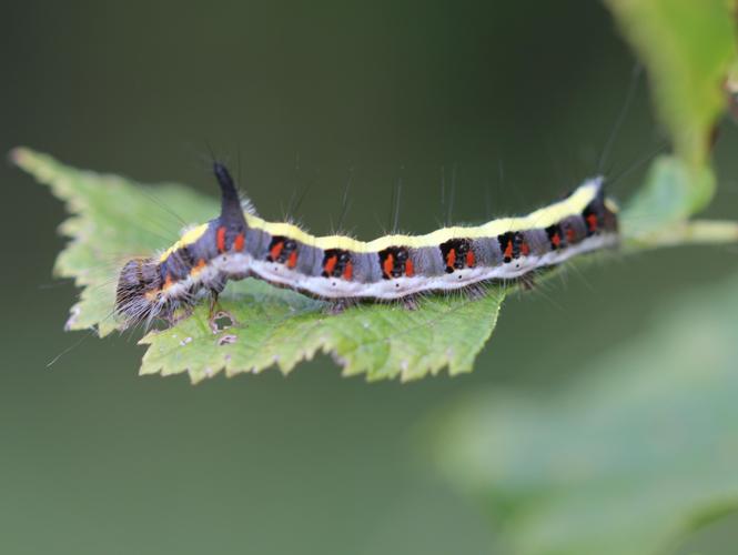 Acronicta psi © COLINDRE Laurent