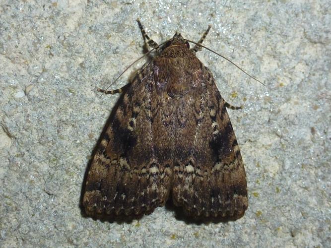 Amphipyra pyramidea © MAILLIER Sébastien