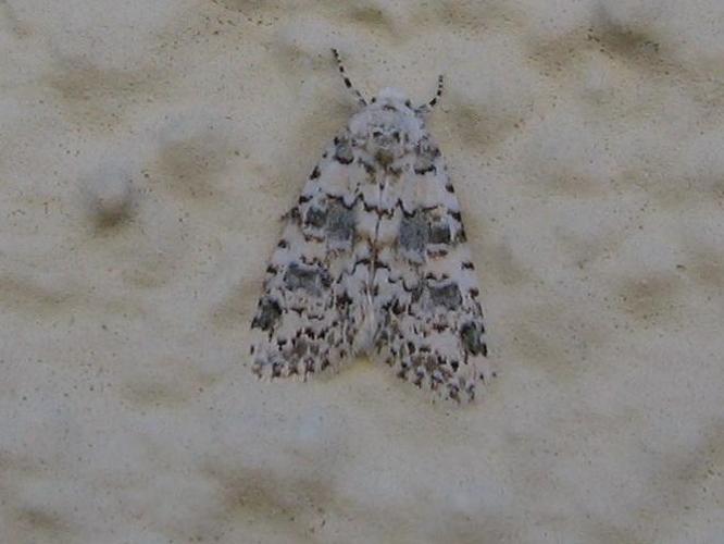 Cryphia domestica © LETHEVE Xavier