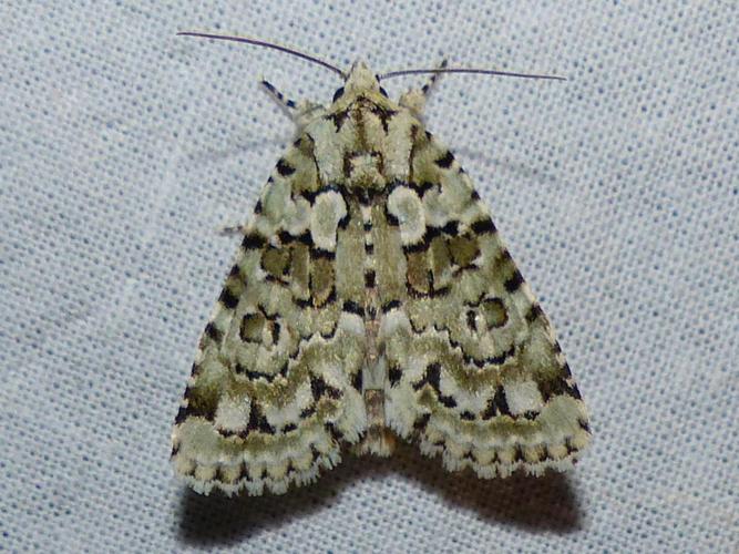 Cryphia muralis © DEROZIER Carole