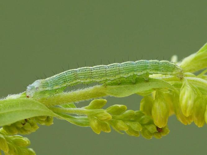 Cucullia asteris © BARBIER Simon