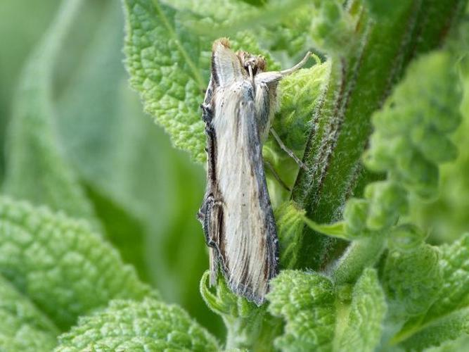 Shargacucullia lychnitis © BARBIER Simon