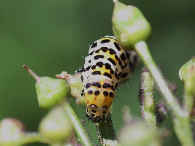 Shargacucullia scrophulariae © LETHEVE Xavier