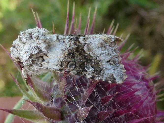 Hecatera bicolorata © MAILLIER Sébastien