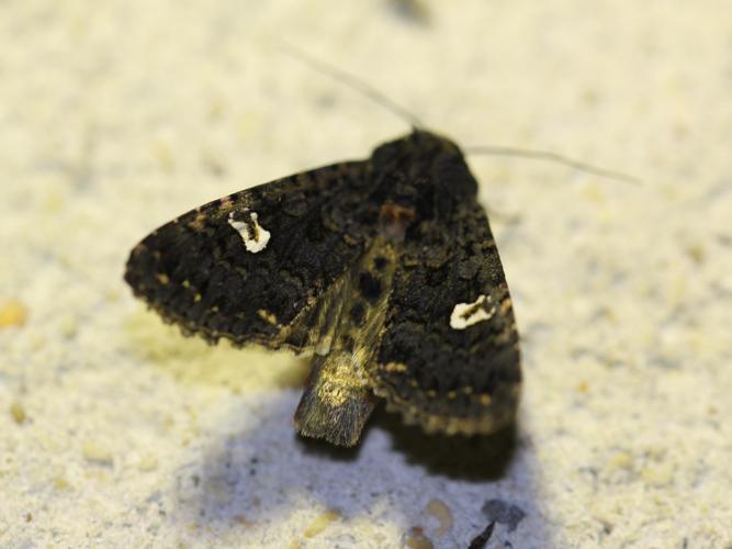 Melanchra persicariae © COLINDRE Laurent